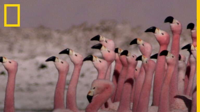 Fusi&oacute;n Flamenca: Explorando su Historia