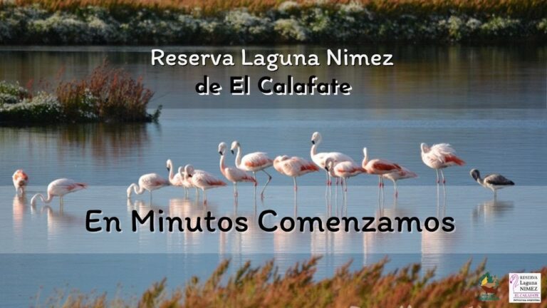 Flamenco: Empoderamiento Comunitario a Trav&eacute;s del Arte