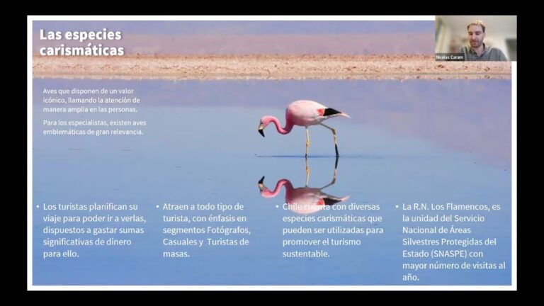 An&aacute;lisis de Segmentos de Mercado en el Flamenco: Claves y Oportunidades