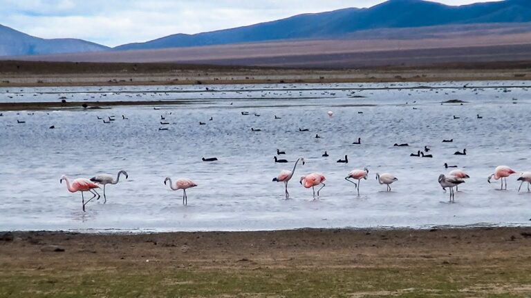 Reflejos de la Migraci&oacute;n en el Flamenco