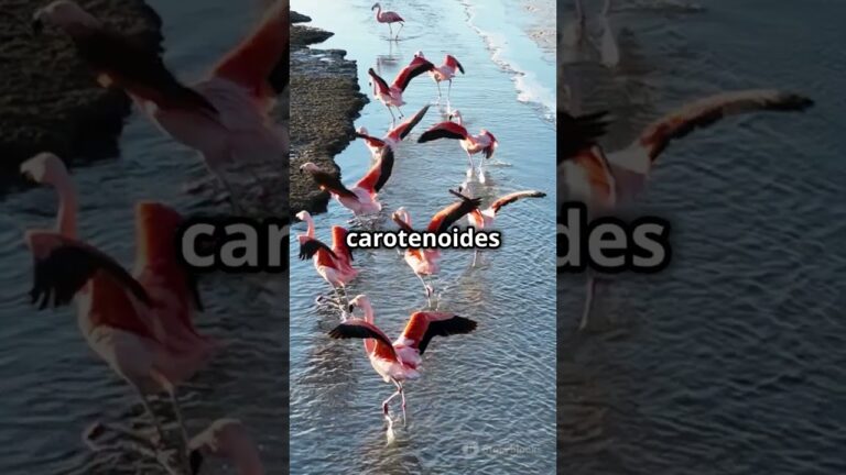 Flamenco: Ra&iacute;ces de la Migraci&oacute;n