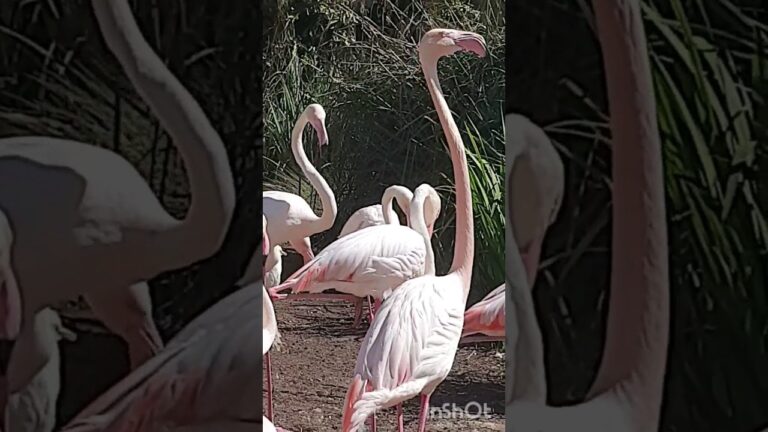 La influencia del baile flamenco en la migración