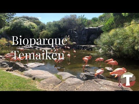 Arte Flamenco y Sostenibilidad Ambiental