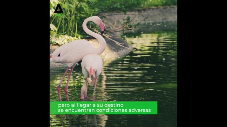 Reciclaje y Conciencia Ambiental en el Flamenco