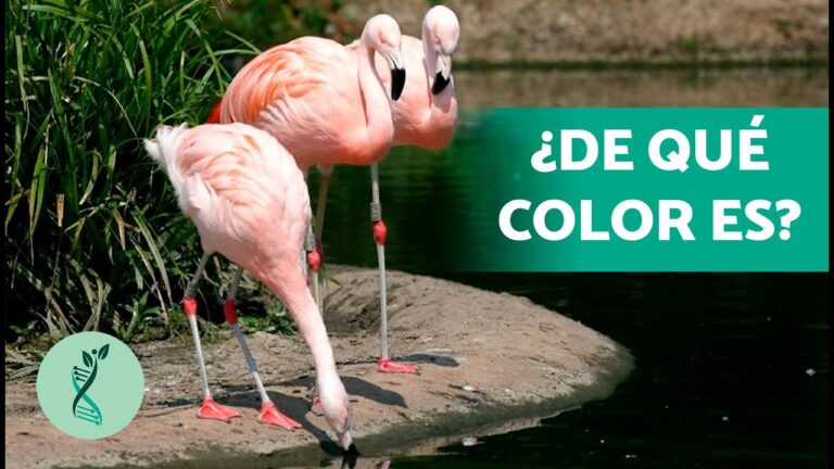 El Equilibrio Ecol&oacute;gico en el Mundo del Flamenco